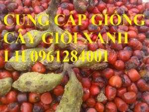 Cung cấp giống cây giổi xanh, cây giổi hạt, cây giổi, cây giống đầu dòng, chất lượng cao, giao hàng toàn quốc