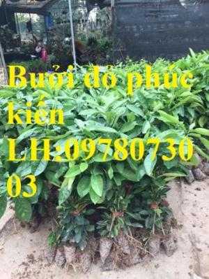 Cung cấp giống cây bưởi đỏ phúc kiến chuẩn giống F1, năng suất cao, giao cây toàn quốc