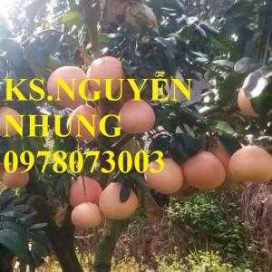 Cung cấp giống cây bưởi đỏ phúc kiến chuẩn giống F1, năng suất cao, giao cây toàn quốc