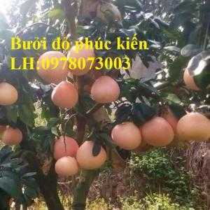 Cung cấp giống cây bưởi đỏ phúc kiến chuẩn giống F1, năng suất cao, giao cây toàn quốc