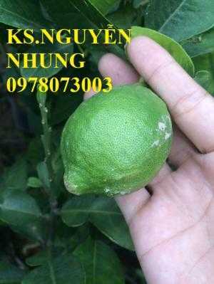 Địa điểm bán giống cây chanh vàng eureka chuẩn giống, năng suất cao, giao cây toàn quốc