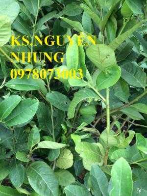 Địa điểm bán giống cây chanh vàng eureka chuẩn giống, năng suất cao, giao cây toàn quốc