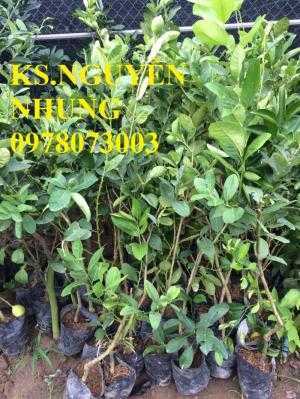 Địa điểm bán giống cây chanh vàng eureka chuẩn giống, năng suất cao, giao cây toàn quốc