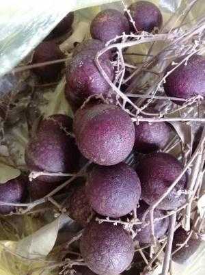Giống cây nhãn tím
