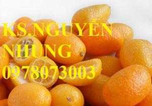 Bán giống cây quất ngọt chuẩn giống, năng suất cao, không qua trung gian, giá cả hợp lý
