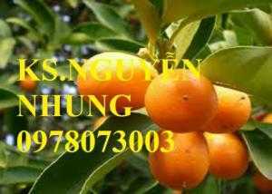 Bán giống cây quất ngọt chuẩn giống, năng suất cao, không qua trung gian, giá cả hợp lý
