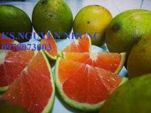 Bán giống cây cam cara ruột đỏ chuẩn giống, năng suất cao, giá cả hợp lý