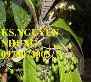 Cung cấp giống cây khôi nhung tía, cây cơm nguội chuẩn giống, năng suất cao