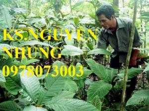 Cung cấp giống cây khôi nhung tía, cây cơm nguội chuẩn giống, năng suất cao