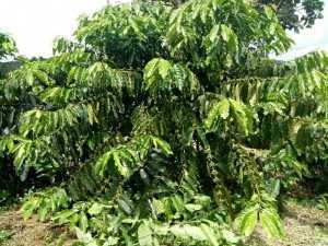 Bán đất vườn
