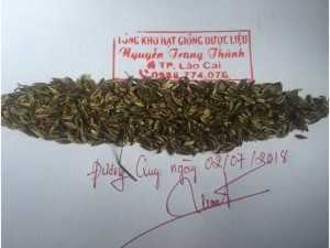 Hạt giống Đương Quy năm 2018. Liên hệ 0988774076