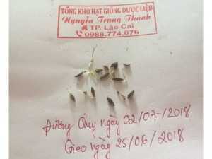 Hạt giống Đương Quy năm 2018. Liên hệ 0988774076