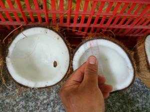 Cung cấp dừa Bến Tre