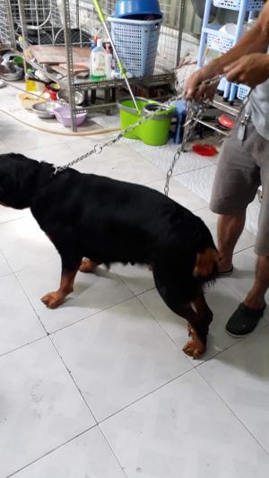 Muốn bán 1 em Rottweiler