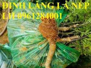 Cung cấp giống cây đinh lăng, đinh lăng lá nếp, đinh lăng lá nhỏ, số lượng lớn, giao hàng toàn quốc