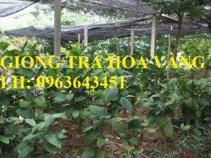 Cung cấp cây giống trà hoa vàng, giống cây trà hoa vàng, kim hoa trà, số lượng lớn, chất lượng cao