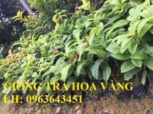 Cung cấp cây giống trà hoa vàng, giống cây trà hoa vàng, kim hoa trà, số lượng lớn, chất lượng cao
