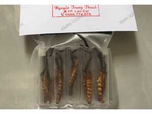 Đông Trùng Hạ Thảo Tây Tạng chính hãng