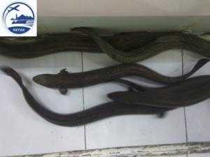 VIETSEA - Hải sản tươi sống