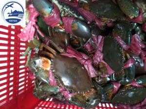 VIETSEA - Hải sản tươi sống