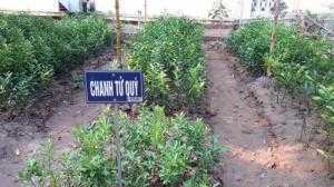 cây giống , con giống chanh tứ quý