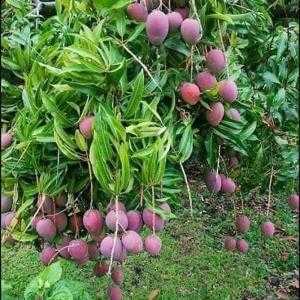 Cây giống xoài tím