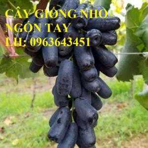 Cung cấp cây giống nho ngón tay đen, giống nho đen Úc trái dài, giống nho đen Mỹ trái dài nhập khẩu chuẩn, uy tín, chất lượng