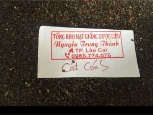 Hạt giống Đương Quy, hạt giống Đan Sâm, hạt giống Đảng Sâm, hạt giống Cát Cánh...
