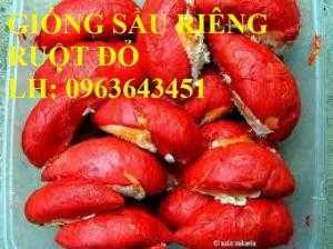 Cung cấp cây giống sầu riêng ruột đỏ, cây giống sầu riêng ruột đỏ nhập khẩu Malaysia chuẩn, uy tín, chất lượng