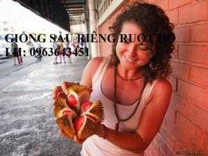 Cung cấp cây giống sầu riêng ruột đỏ, cây giống sầu riêng ruột đỏ nhập khẩu Malaysia chuẩn, uy tín, chất lượng