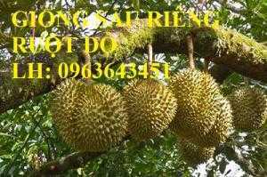 Cung cấp cây giống sầu riêng ruột đỏ, cây giống sầu riêng ruột đỏ nhập khẩu Malaysia chuẩn, uy tín, chất lượng