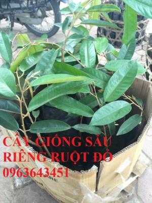 Cung cấp cây giống sầu riêng ruột đỏ, cây giống sầu riêng ruột đỏ nhập khẩu Malaysia chuẩn, uy tín, chất lượng