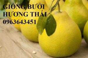 Địa chỉ uy tín cung cấp cây giống bưởi hương Thái Lan, bưởi siêu ngọt Thái, bưởi vàng Thái chuẩn