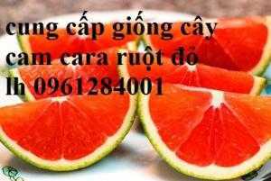 Cây cam cara ruột đỏ không hạt - viencaygiongtrunguong, cây giống chất lượng cao