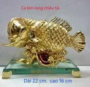 Cá Kim Long chiêu tài ( xi vàng )