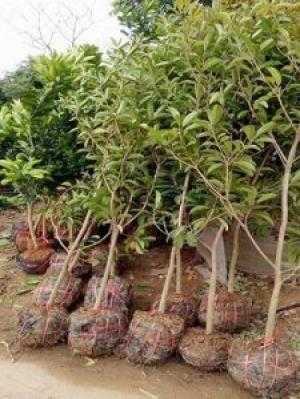 cây giống hồng xiêm xoài trưởng thành( 2 năm tuổi)