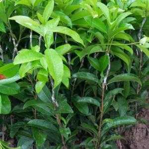 Cây giống hồng xiêm xoài