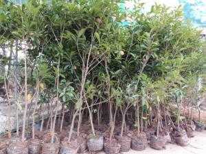 Cây giống hồng xiêm xoài