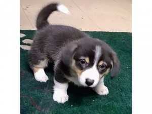 Chó Corgi 53 ngày tuổi