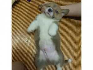 Chó Corgi 53 ngày tuổi