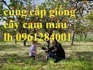Địa chỉ cung cấp giống cây cam máu uy tín, chất lượng, giao hàng toàn quốc