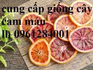 Địa chỉ cung cấp giống cây cam máu uy tín, chất lượng, giao hàng toàn quốc