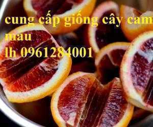 Địa chỉ cung cấp giống cây cam máu uy tín, chất lượng, giao hàng toàn quốc