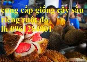 Cung cấp giống cây sầu riêng ruột đỏ, sầu riêng musang king, sầu riêng malaysia, uy tín, chất lượng
