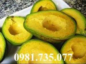 Cung cấp cây giống bơ sáp, cây bơ sáp, bơ sáp , cây bơ, bơ