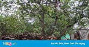 Bán nhanh 4.5 ha điều đẹp đất đỏ đã thu hoạch tại Bù Đăng