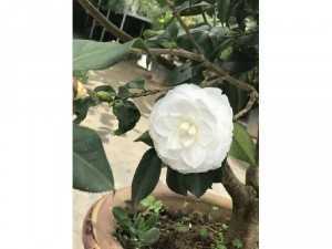Hoa Trà mi trắng cây lớn