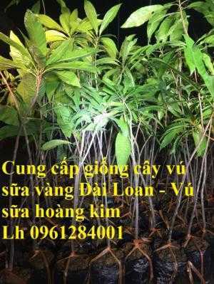 Địa Chỉ Cung Cấp Giống Cây Vú Sữa Vàng Đài Loan, Vú Sữa Hoàng Kim