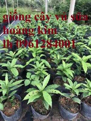 giống cây vú sữa hoàng kim