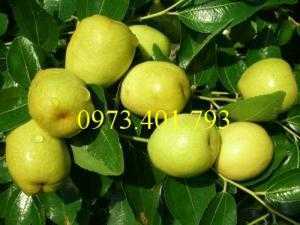 Giống cây Táo Đào Vàng, Táo Đào Vàng, cây Táo Đào Vàng, cây táo, kĩ thuật trồng táo đào vàng
